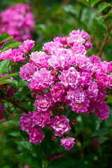 Beautiful fresh roses in the park. Garden flowers. Beauty in nature. Close up. 