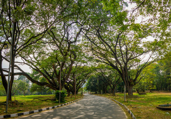 Huge trees and lush green lawn from Garden city of India, Bangalore or Bengaluru.