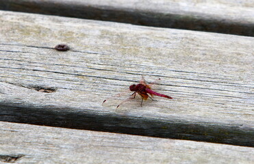 The texture of wood and wood products.