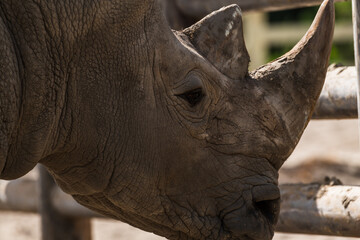 Obraz premium Close-up side view of head of white rhinoceros (Ceratotherium simum, also known as white rhino) standing by fence in a sunny summer day. Selective focus. Animal portrait theme.
