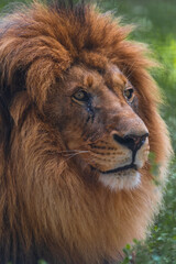 Close-up portrait of adult male lion with large brown mane and calm facial expression. Lion looks away. Soft focus. Animal portrait theme.