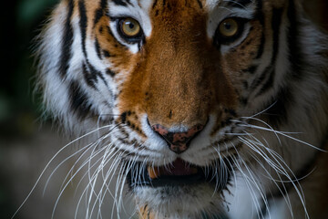 Close-up portrait of calm Siberian tiger (or Amur tiger, subspecie Panthera tigris tigris) animal. Soft focus. Beauty in nature theme.
