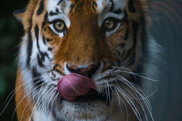 Close-up portrait of calm Siberian tiger (or Amur tiger, subspecie Panthera tigris tigris) animal with its tongue hanging out. Soft focus. Beauty in nature theme.