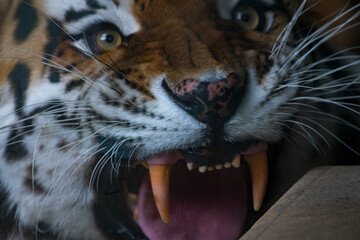 Extreme close-up portrait of aggressive Siberian tiger (or Amur tiger, subspecie Panthera tigris tigris) animal. Soft focus. Danger beauty in nature theme.