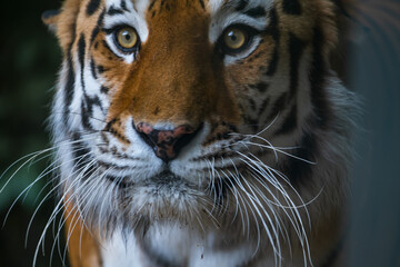 Close-up portrait of calm Siberian tiger (or Amur tiger, subspecie Panthera tigris tigris) animal. Soft focus. Beauty in nature theme.