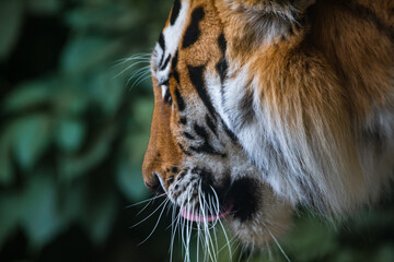 Close-up side view portrait of calm Siberian tiger (or Amur tiger, subspecie Panthera tigris tigris) animal. Copy space. Soft focus. Beauty in nature theme.