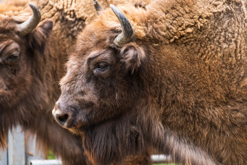 Close-up side view portrait of brown Bison bonasus (European bison, zubr or wisent) horned head during molting. Soft focus. Wildlife reintroduction theme.