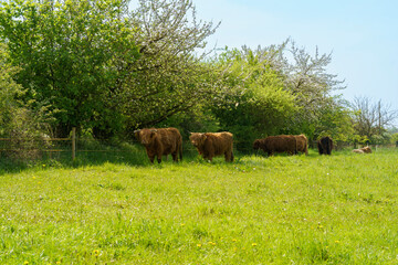 Cows grazing on a green meadow in spring, Germany.