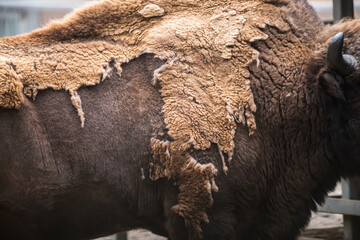 Close-up side view of textured brown skinwith fur of Bison bonasus (European bison, zubr or wisent) during molting. Soft focus. Animal body parts theme. © Андрей Рыков