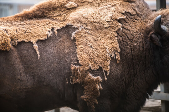 Close-up side view of textured brown skinwith fur of Bison bonasus (European bison, zubr or wisent) during molting. Soft focus. Animal body parts theme.