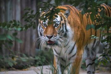 Close-up portrait of calm Siberian tiger (or Amur tiger, subspecie Panthera tigris tigris) animal. Soft focus. Beauty in nature theme.