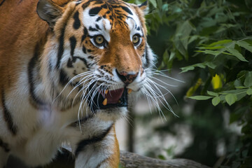 Close-up portrait of calm Siberian tiger (or Amur tiger, subspecie Panthera tigris tigris) animal. Soft focus. Beauty in nature theme.
