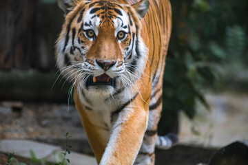 Close-up portrait of calm Siberian tiger (or Amur tiger, subspecie Panthera tigris tigris) animal. Soft focus. Beauty in nature theme.