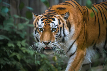 Close-up portrait of calm Siberian tiger (or Amur tiger, subspecie Panthera tigris tigris) animal. Soft focus. Beauty in nature theme.