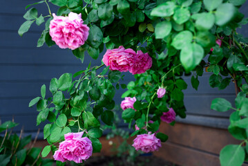 A luxurious bush  with large pink flowers of the Paul Neyron variety on a dark blue background