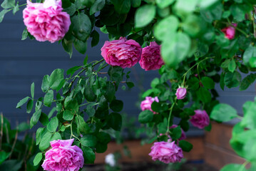 A luxurious bush of a pink rose with large pink flowers of the Paul Neyron variety on a dark blue background
