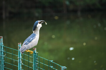 Close-up side view of one beautiful  adult Nycticorax nycticorax (Black-crowned night heron or night heron) sitting on fence and eating catched fish by green lake. Copy space. Animal portraits theme.
