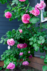 A luxurious rose bush with large pink flowers near a window in the backyard..