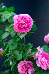 A luxurious bush  with large pink flowers of the Paul Neyron variety on a dark blue background