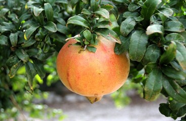 pomegranate ripening on tree