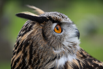 A portrait of an Eurasian Eagle Owl staring at something out of the photograph.