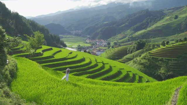 Group of local farmer with fresh paddy rice, green agricultural fields in countryside or rural area of Mu Cang Chai, mountain hills valley in Asia, Vietnam. Nature landscape. People lifestyle.