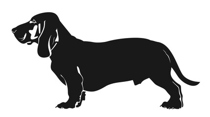 Vector black silhouette of a standing basset hound dog isolated on a white background