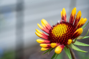 Indian Blanket