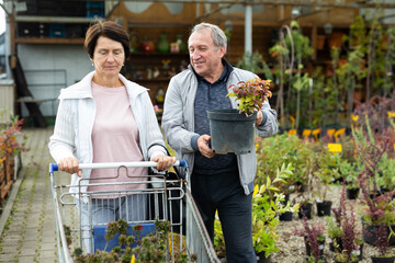 Elderly man and woman buyers carrying purchased plants in shopping trolley