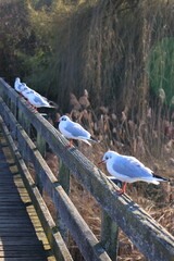Möwen sitzen auf dem Geländer des Holzsteges zwischen Eschenz und der Insel Werd im Rhein	