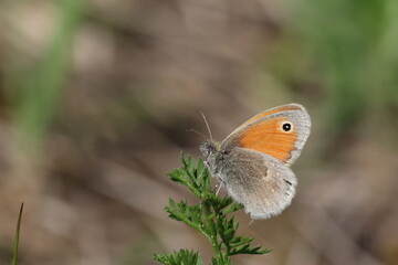 Small heath butterfly - Coenonympha pamphilus