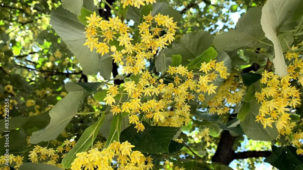 Poster Linden color of a blossoming linden tree video slow motion