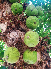Close up of figs on a branch. Fruit of the Ficus tree. Fruit trees.