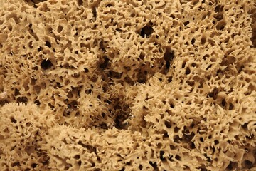 A close-up of a sea sponge intended for washing, filling the entire frame.