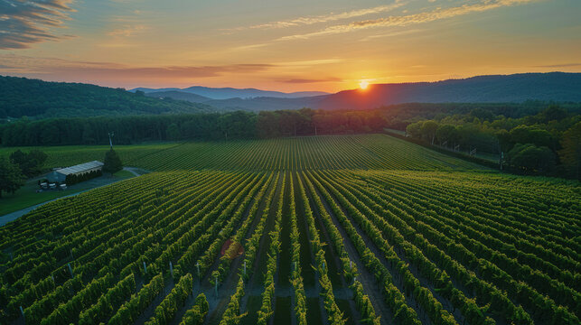 Aerial Panorama of Sunrise Vineyard, Harvest time, a stage in the wine-making process, les vendanges, grape harvesting, a seasonal job.