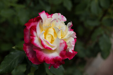 Red and white rose macro closeup. Rose is a flower of love, passion and romantic feelings. A...