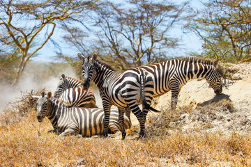 Obraz premium Plains zebras