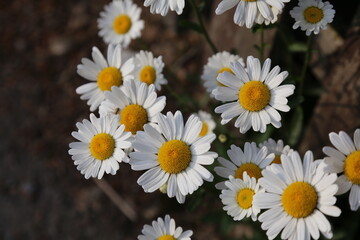 Obraz premium chamomile white daisy flowers blooming in a botanical garden or park on a sunny day during springtime
