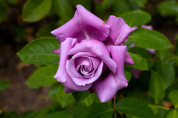Red and white rose macro closeup. Rose is a flower of love, passion and romantic feelings. A...