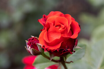 Red and white rose macro closeup. Rose is a flower of love, passion and romantic feelings. A...