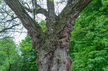 Big old tree of unusual curved shape in park. Knotted twisted of unusual trunk. Fantasy mysterious...