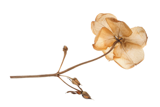 Single dried geranium flower isolated on transparent background