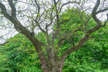 Big old tree of unusual curved shape in park. Knotted twisted of unusual trunk. Fantasy mysterious...