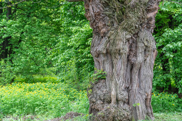 Big old tree of unusual curved shape in park. Knotted twisted of unusual trunk. Fantasy mysterious tree branch. Amazing texture brown bark. Deformation bizarre tree outdoor in garden. Wooden in nature