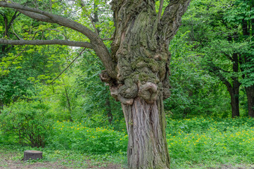 Big old tree of unusual curved shape in park. Knotted twisted of unusual trunk. Fantasy mysterious...