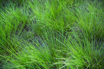 Green spring grass close-up. Green blades of grass in the sunlight in the garden.