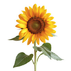 Obraz premium Vibrant sunflower in full bloom with lush green leaves, showcasing nature's beauty in a simple, stunning composition.