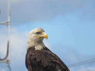 Eagle BC