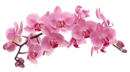 A bouquet of pink orchids set against a clean white background, perfect for beauty and wellness content or as a decorative element