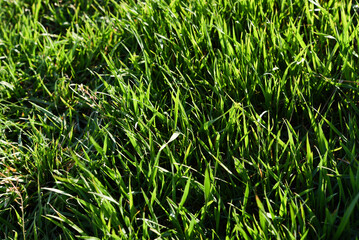 Green spring grass close-up. Green blades of grass in the sunlight in the garden.